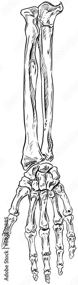hand bones handdrawn illustration hand bones handdrawn illustration