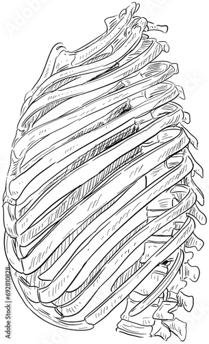 human ribs handdrawn illustration