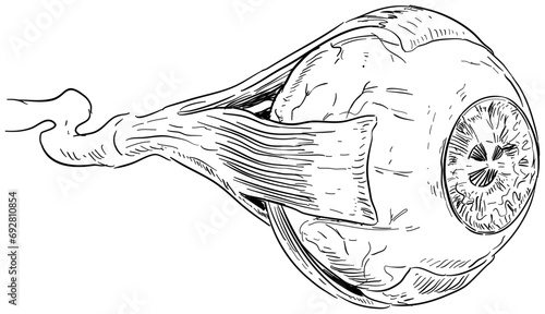 human eyeball handdrawn illustration
