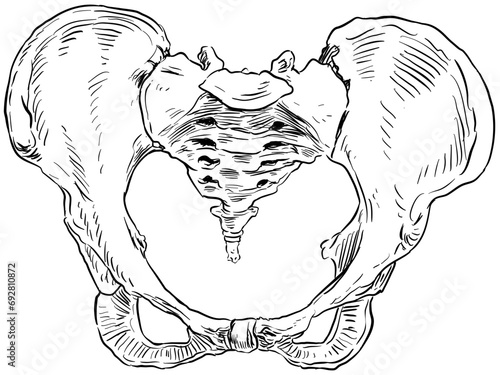 hipbone handdrawn illustration
