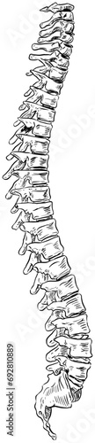 backbone handdrawn illustration