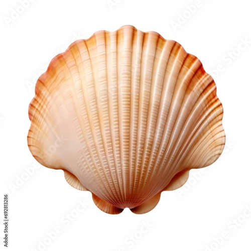 Scallop shell isolated on transparent background