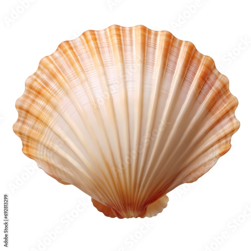 Scallop shell isolated on transparent background