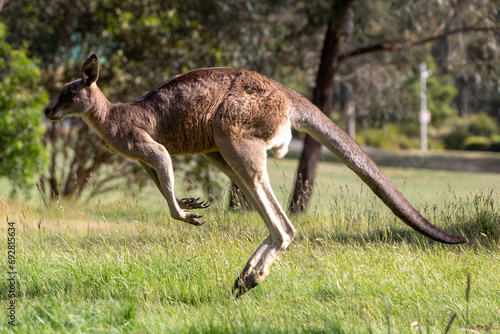 A male Eastern grey kangaroo (Macropus giganteus).