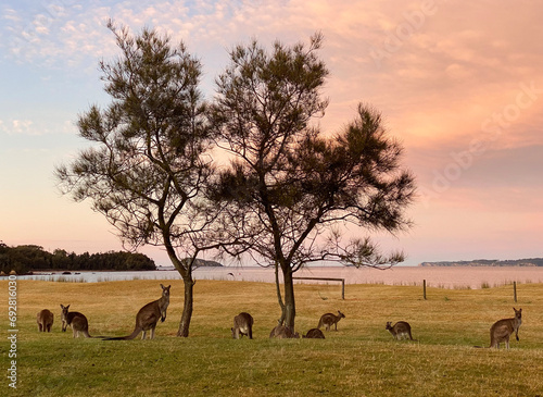 Photography Kangaroos in the field at sunrise