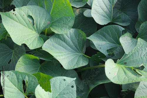 Sweet potato leaves are a tropical plant with heart-shaped characteristics and are hairless. photo