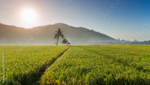 Rice fields in the morning light. rural feel landscape with valley in mist behind forest. a house and tree in the middle and fluffy clouds in a clear sky. concept of natural freshness photo