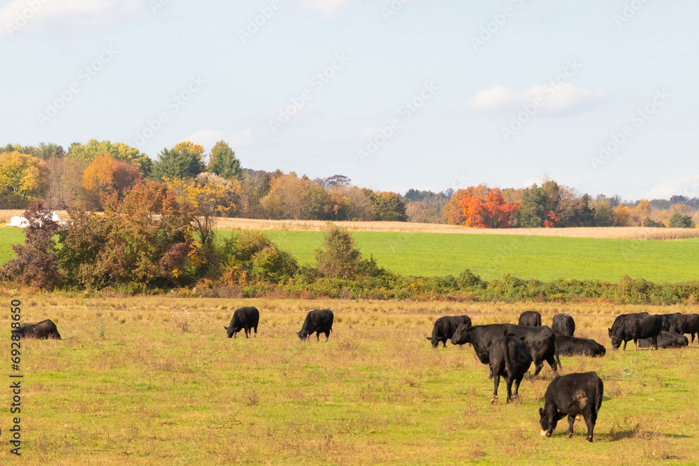 This beautiful field of cows really shows the farmland and how open this area is. The black bovines stretched across the beautiful green meadow out grazing with the cloudy sky above.