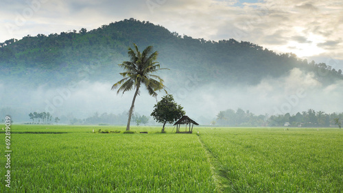 Rice fields in the morning light. rural feel landscape with valley in mist behind forest. a house and tree in the middle and fluffy clouds in a clear sky. concept of natural freshness