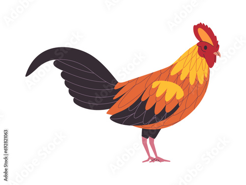 colorful rooster chicken wild nature poultry farm domestic animal agriculture wildlife
