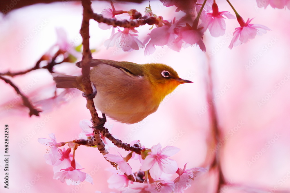 春の訪れと桜とメジロ 春の訪れと桜とメジロ
