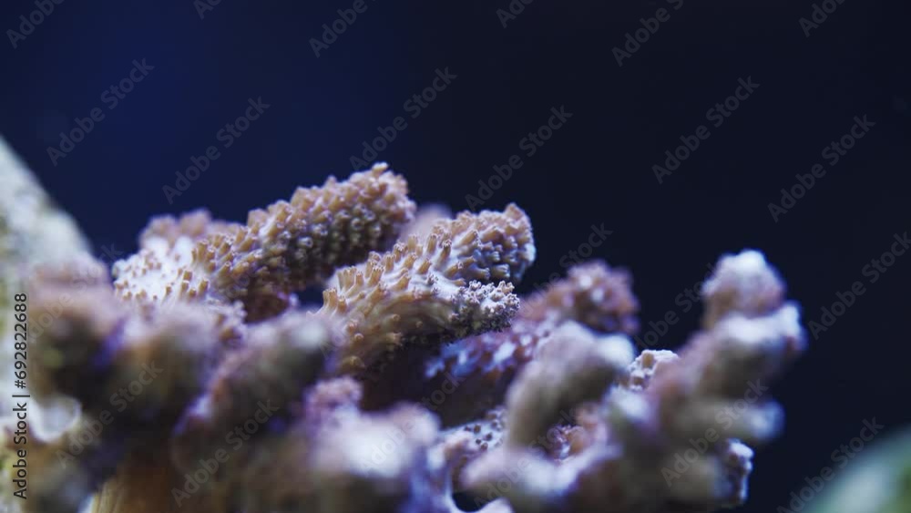 Waving Acropora Coral in saltwater aquarium Waving Acropora Coral in saltwater aquarium