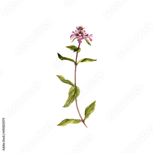 watercolor drawing plant of marsh woundwort with green leaves and flowers, Stachys palustris, isolated at white background, natural element, hand drawn botanical illustration photo