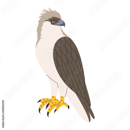 philippine eagle wild nature bird hunter predator carnivore strong animal and endangered species