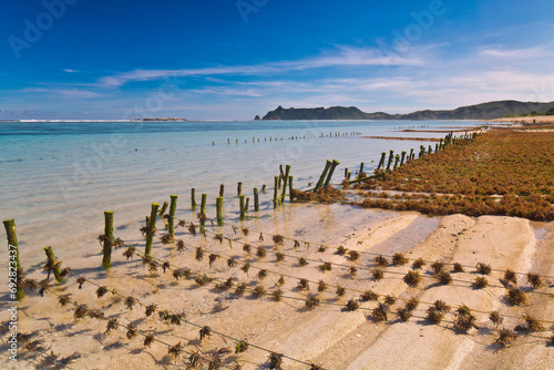 Portrait of Nambung beach with seaweed cultivation using pieces of Indonesian Lombok wood