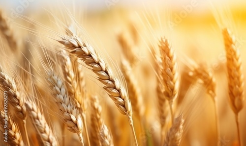 Golden Harvest: Wheat Field Agriculture, Ripe Grain Crop in Summer, Nature's Bounty Under Golden Sky
