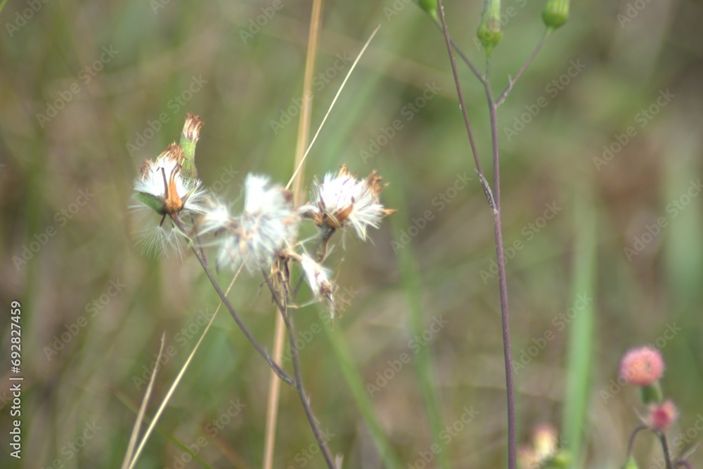 flower, nature, plant, spring, flowers, grass, garden, macro, leaf, summer, flora, herb, meadow, white, bloom, bee, blossom, beauty, wild, season, closeup, close-up, branch flower, nature, plant, spring, flowers, grass, garden, macro, leaf, summer, flora, herb, meadow, white, bloom, bee, blossom, beauty, wild, season, closeup, close-up, branch