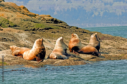 Sunbathing sea lions