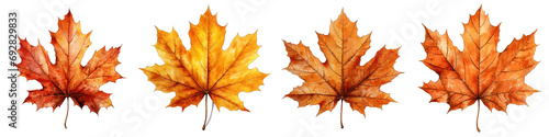 Fall Leaf Watercolor Hyperrealistic Highly Detailed Isolated On Transparent Background Png File