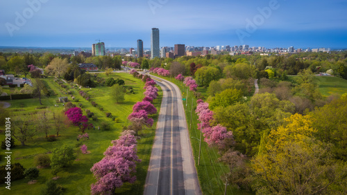 Aerial view of spring pink cherry blossoms along road, Prince of Wales Drive crossing the Experimental Farm and the Dominium Arboretum, Ottawa, Ontario, Canada. Photo taken by drone in May 2023.