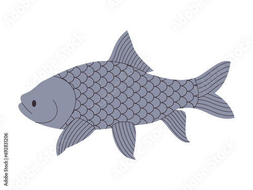 grey color giant barb fish wild nature animal freshwater river or lake swim underwater