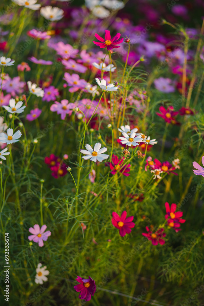 pink cosmos flower