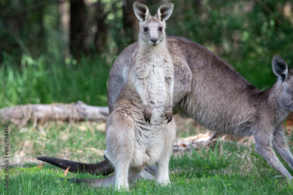 A male and female Eastern grey kangaroos (Macropus giganteus). A male and female Eastern grey kangaroos (Macropus giganteus).