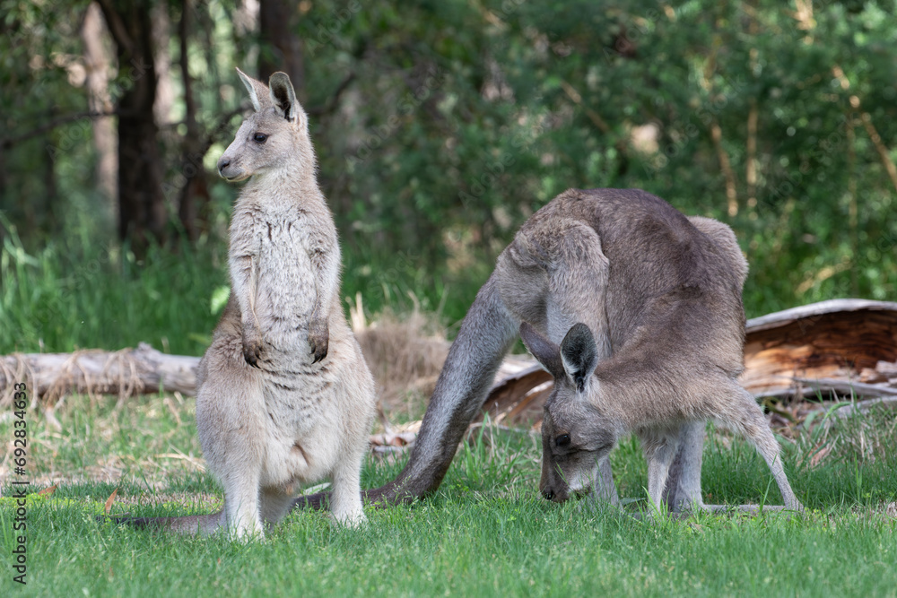 A male and female Eastern grey kangaroos (Macropus giganteus). A male and female Eastern grey kangaroos (Macropus giganteus).