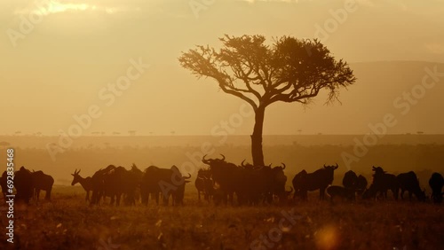 A group of animals, Sunset are beautiful The nature of animals in a cinematic scene view 4K

