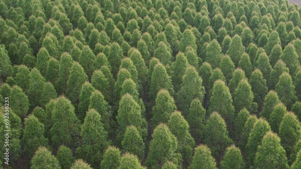Aerial shot over a field with tall tree plantation. You can see, the canopy of the leafy trees and a very intense green. It looks like a pine or eucalyptus plantation. Aerial shot over a field with tall tree plantation. You can see, the canopy of the leafy trees and a very intense green. It looks like a pine or eucalyptus plantation.