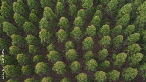 Aerial shot over a field with tall tree plantation. You can see, the canopy of the leafy trees and a very intense green. It looks like a eucalyptus plantation. photo
