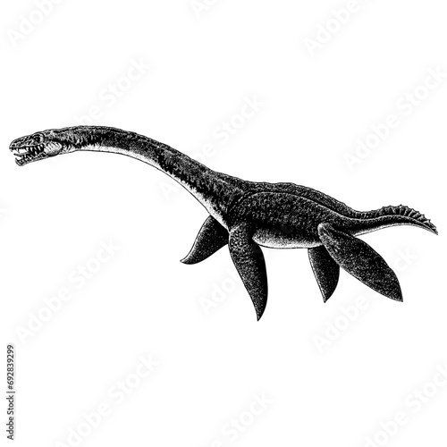 Elasmosaurus hand drawing vector isolated on background.	