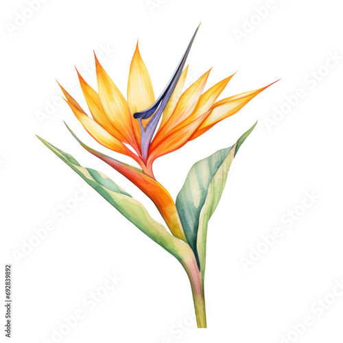 bird in paradise flower watercolor art illustration isolated on transparent background,transparency 