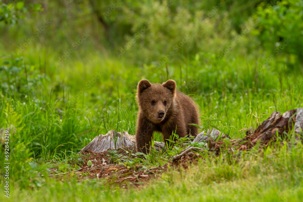 Fototapeta premium the bear family walks through the forest, mother bear and her cubs on the meadow