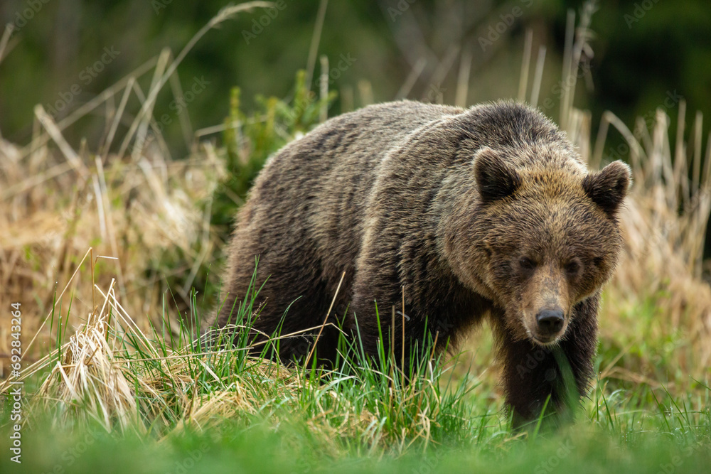 Naklejka premium a bear walks across a green meadow at sunset