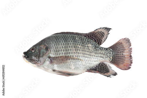 Fresh tilapia isolated on white background.Freshwater fish