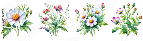 set of watercolor wild flower on on transparent background