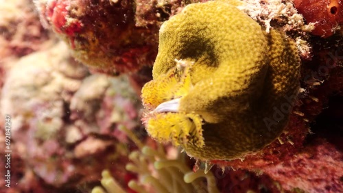 Gusano marino arbolito de navidad spirobranchus giganteus emergiendo de su nido en un coral estrella cavernoso photo