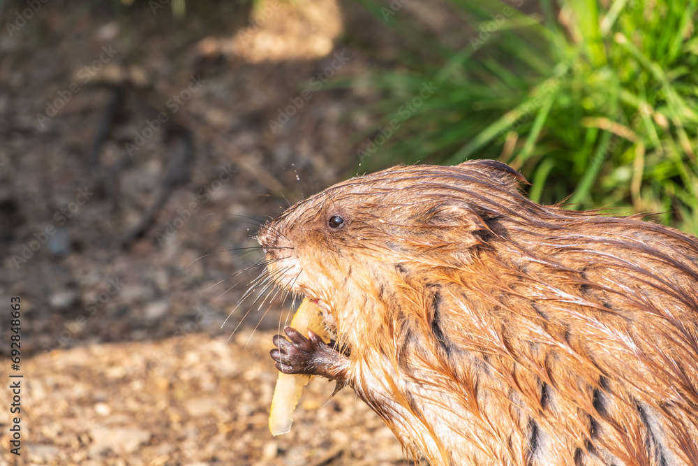 Fototapeta premium Wild animal Muskrat, Ondatra zibethicuseats, eats on the river bank