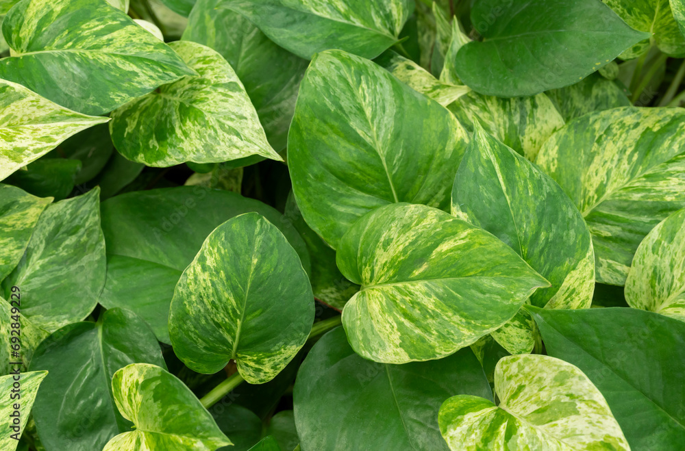 Φωτογραφία Natural background of Mable queen plants (Epipremnum aureum), beautiful green, white and golden leaves with heart-shaped