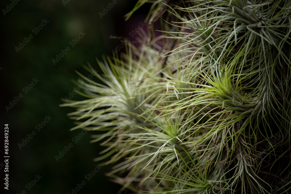 Natural background of Tillandsia plants on a dark background with natural light. Green leaves, and slender. Hanging plants. Air plants. The ornamental plants for decorating in the garden. Natural background of Tillandsia plants on a dark background with natural light. Green leaves, and slender. Hanging plants. Air plants. The ornamental plants for decorating in the garden.