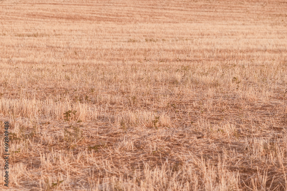Fototapeta premium Mowed field in autumn. Warm brown pastel colors in nature.Place for text.Toned image.