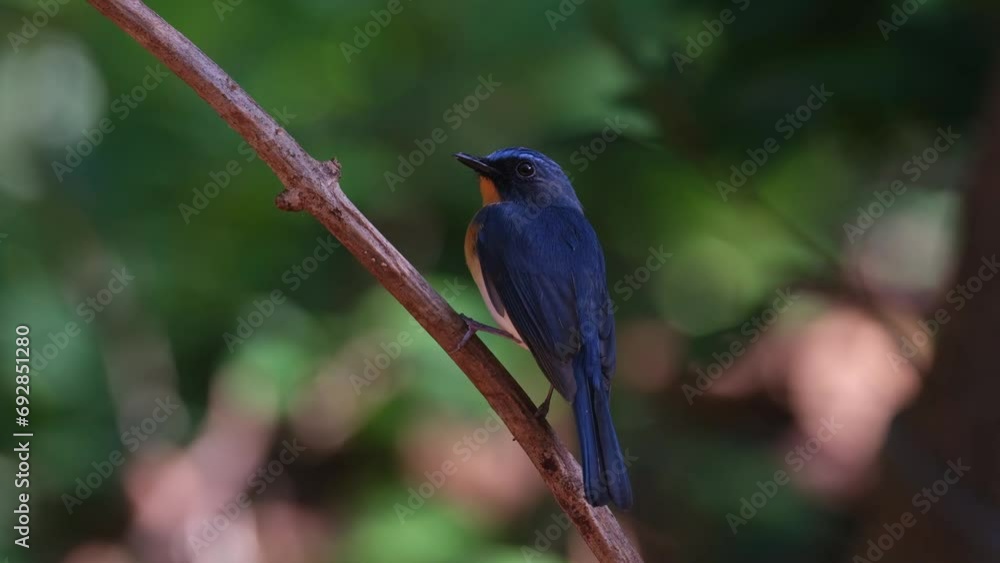 Camera pans to the right and follows the movement of this bird as it is chirping and wagging its tail, Indochinese Blue Flycatcher Cyornis sumatrensis, Thailand Camera pans to the right and follows the movement of this bird as it is chirping and wagging its tail, Indochinese Blue Flycatcher Cyornis sumatrensis, Thailand