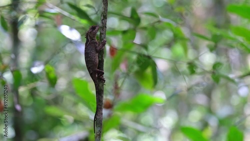 Motionless sticking on this small growing tree in the forest, Scale-bellied Tree Lizard Acanthosaura lepidogaster, Thailand photo