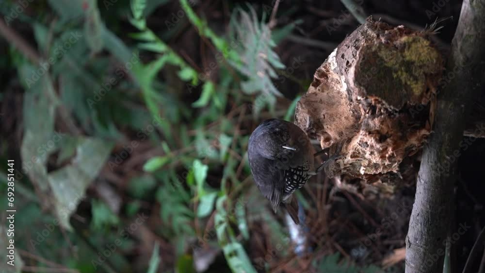 The Sunda thrush is a species of bird in the family Turdidae. Portrait video orientation The Sunda thrush is a species of bird in the family Turdidae. Portrait video orientation