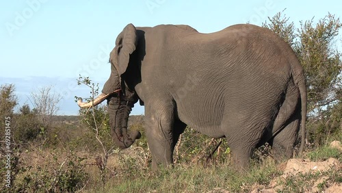 Big bull elephant feeding on a small tree, using his trunk to place a branch in his mouth. photo