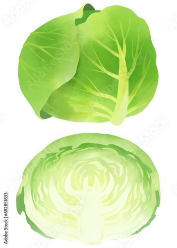 水彩で描いたキャベツのイラスト素材セット／Cabbage illustration material set drawn in watercolor