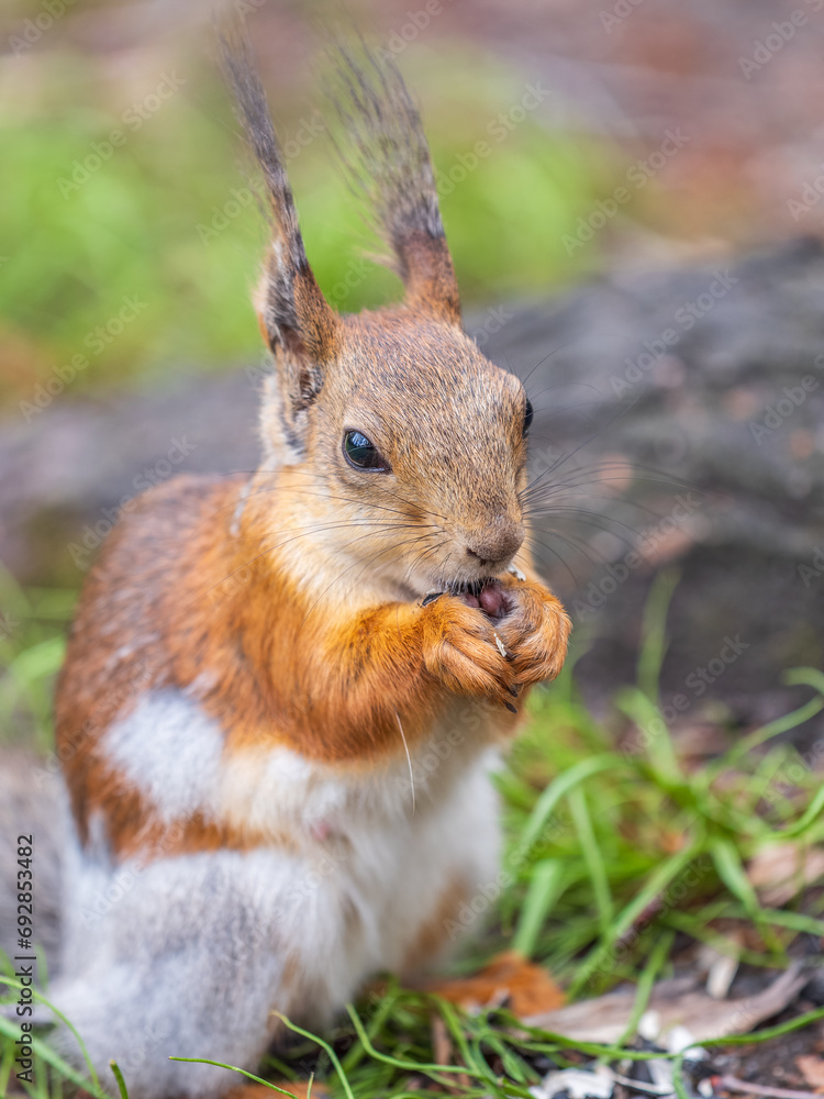 Close-up Portrait of Squirrel. Squirrel eats a nut while sitting in green grass. Close-up Portrait of Squirrel. Squirrel eats a nut while sitting in green grass.