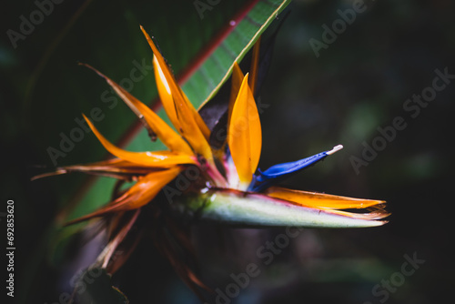 Bird of Paradice Flower