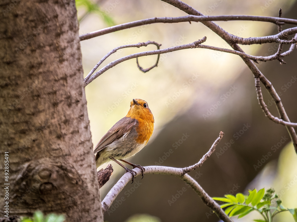 European Robin, Erithacus rubecula, song bird sits on tree in the spring forest or park European Robin, Erithacus rubecula, song bird sits on tree in the spring forest or park
